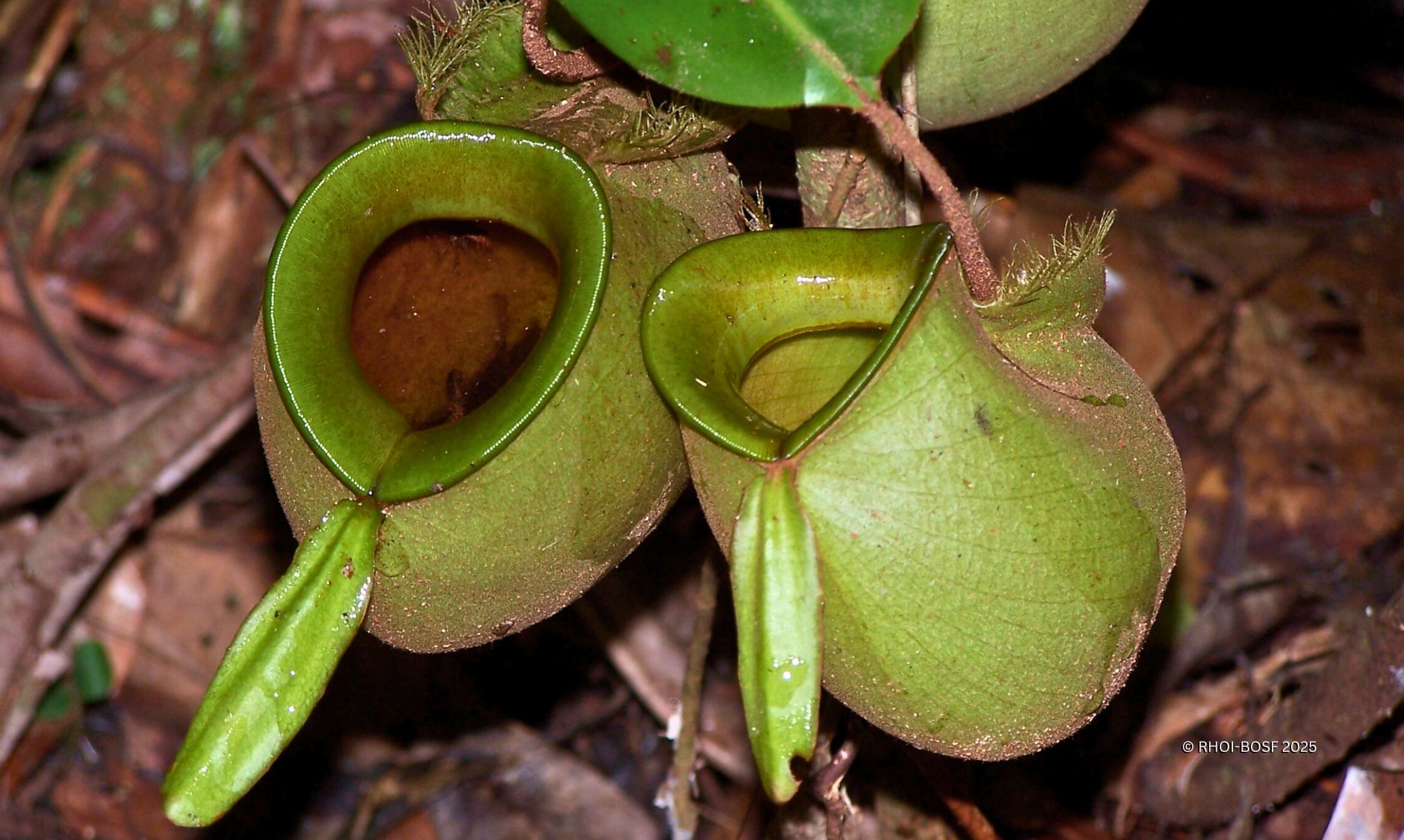 Nepenthes pitcher plant in tropical rainforest